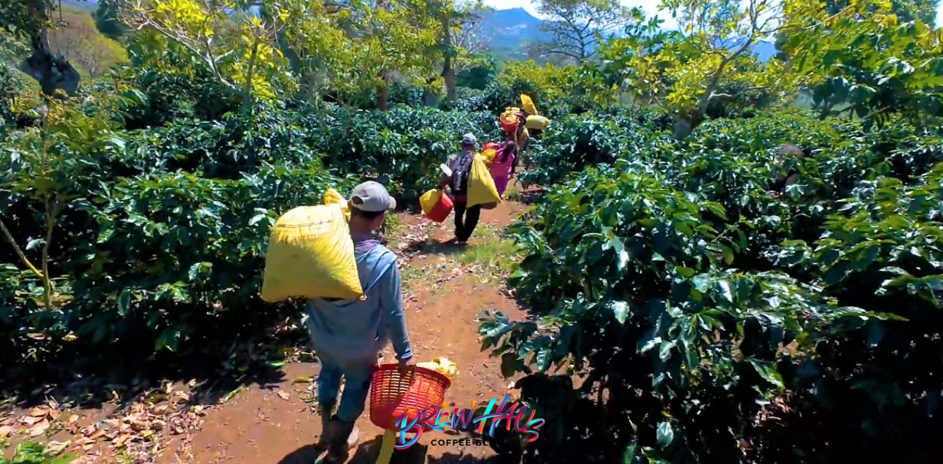 Cuando normalizamos lo extraordinario (y no lo contamos): Café de Costa Rica 🇨🇷