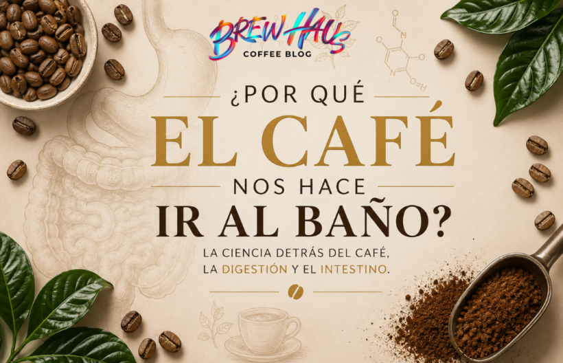 ¿Por Qué el Café Nos Hace Ir al Baño? La Ciencia de la Digestión y el Café