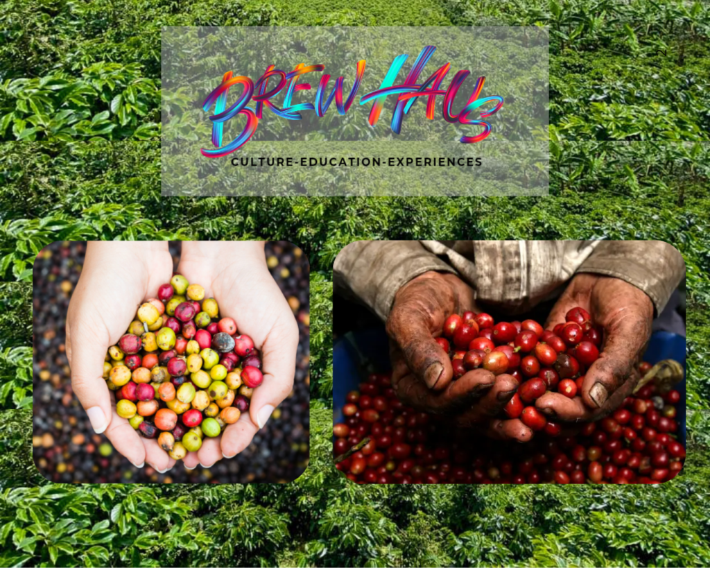 recoleccion-selectiva-cafe-costa-rica.jpg Comparación entre frutos de café mezclados y cerezas maduras seleccionadas durante la cosecha