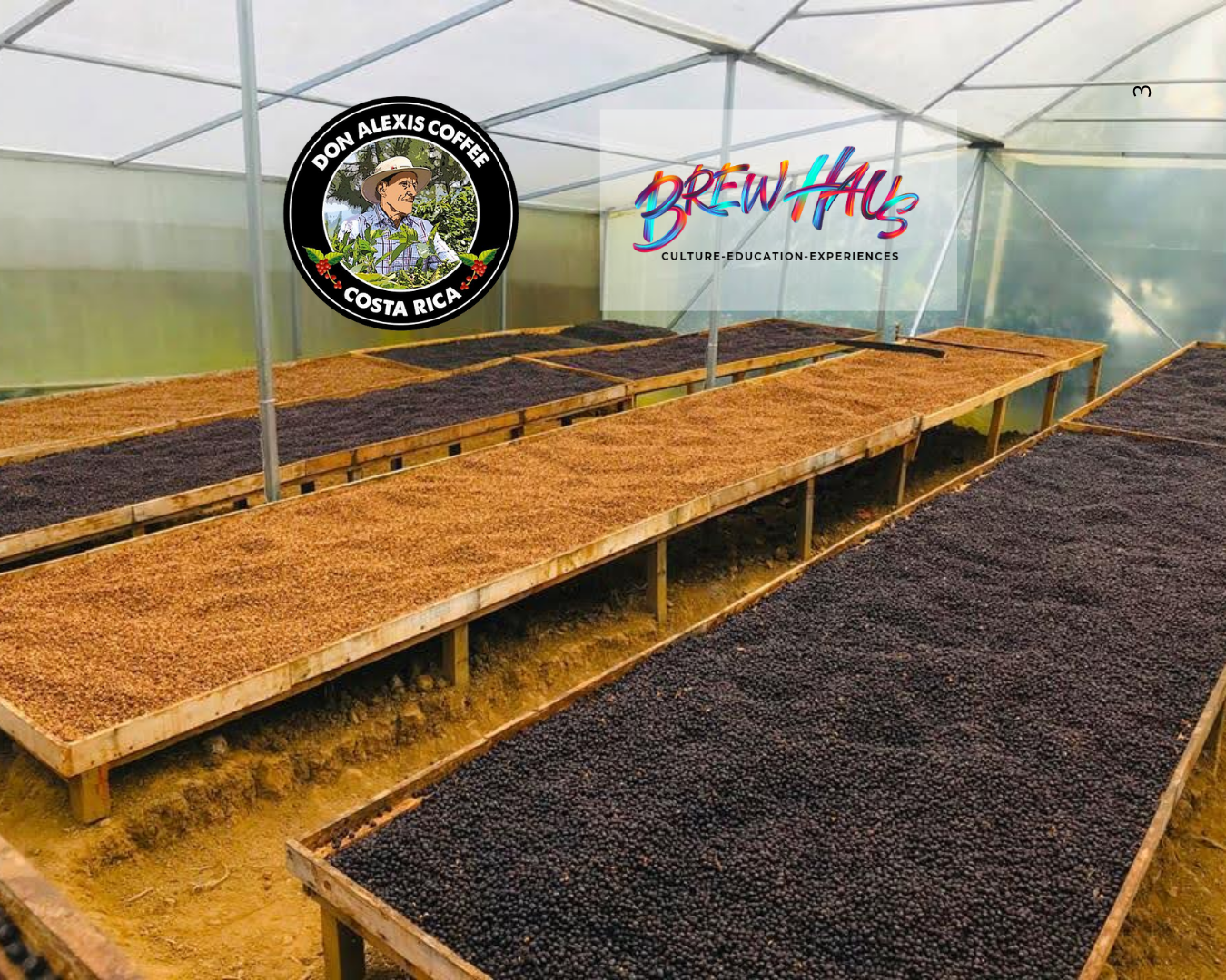 Del Fruto a la Semilla: Cómo el Beneficiado Preserva o Destruye la Calidad del Café
