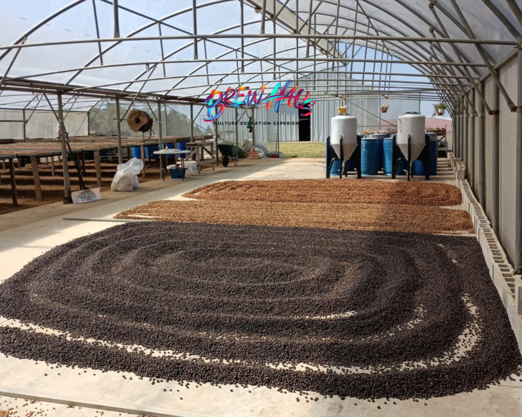 Proceso honey secándose en camas africanas dentro del invernadero de Finca La Isabela. 